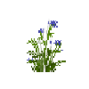 flower-cornflower-free