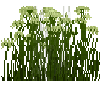 flower-cowparsley-free