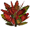 flower-croton-medium-crimson-green