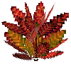 flower-croton-medium-crimson-orange