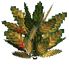 flower-croton-medium-darkgreen-gold