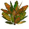 flower-croton-medium-green-orange