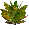 flower-croton-medium-lemongreen-crimson