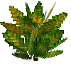 flower-croton-medium-lemongreen