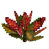 flower-croton-small-crimson-green