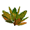 flower-croton-small-green-orange