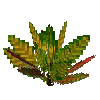 flower-croton-small-lemongreen-crimson