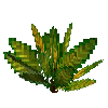 flower-croton-small-lemongreen