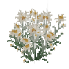flower-edelweiss-free