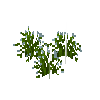 flower-forgetmenot-snow