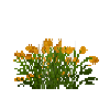 flower-goldenpoppy-snow