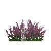 flower-heather-snow
