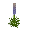 flower-lupine-blue-snow