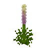 flower-lupine-purple-free