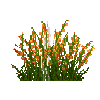 flower-orangemallow-free