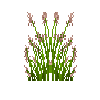 flower-redtopgrass-free