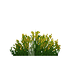 flower-westerngorse-free