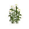 flower-wilddaisy-free