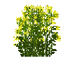 flower-woad-free