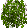 fruittree-foliage