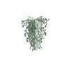 hanginglichen-lace-bottom