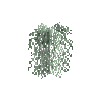 hanginglichen-lace-segment
