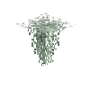 hanginglichen-lace-short