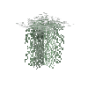 hanginglichen-lace-top