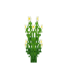 herb-chamomile