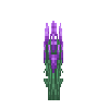 herb-lavender