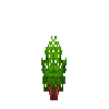 herb-marjoram