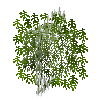 leaves-grown1-ebony