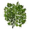 leaves-grown1-oak