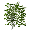 leaves-grown2-acacia