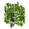 leaves-grown2-maple