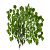 leaves-grown3-birch