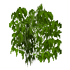 leaves-grown3-kapok