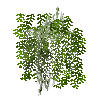 leaves-grown7-walnut