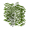leaves-placed-pine