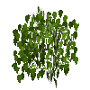 leavesbranchy-grown-birch