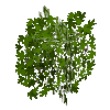 leavesbranchy-grown-oak