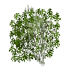leavesbranchy-grown1-ebony
