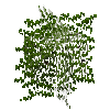 leavesbranchy-grown2-acacia