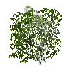 leavesbranchy-grown4-pine