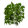 leavesbranchy-grown5-kapok