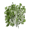 leavesbranchy-grown5-walnut