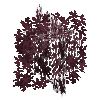 leavesbranchy-grown6-crimsonkingmaple