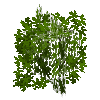 leavesbranchy-grown6-maple