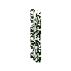 leavesnarrow-grown-cypress-1