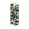 leavesnarrow-grown-cypress-2